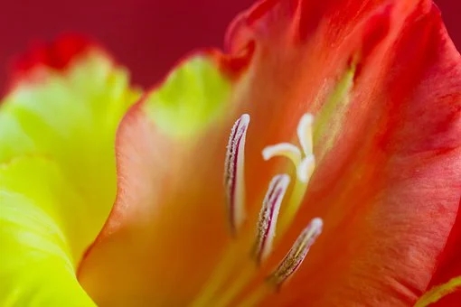 平面与（）相交，且截平面平行于立体轴线时，截交线形状为双曲线。